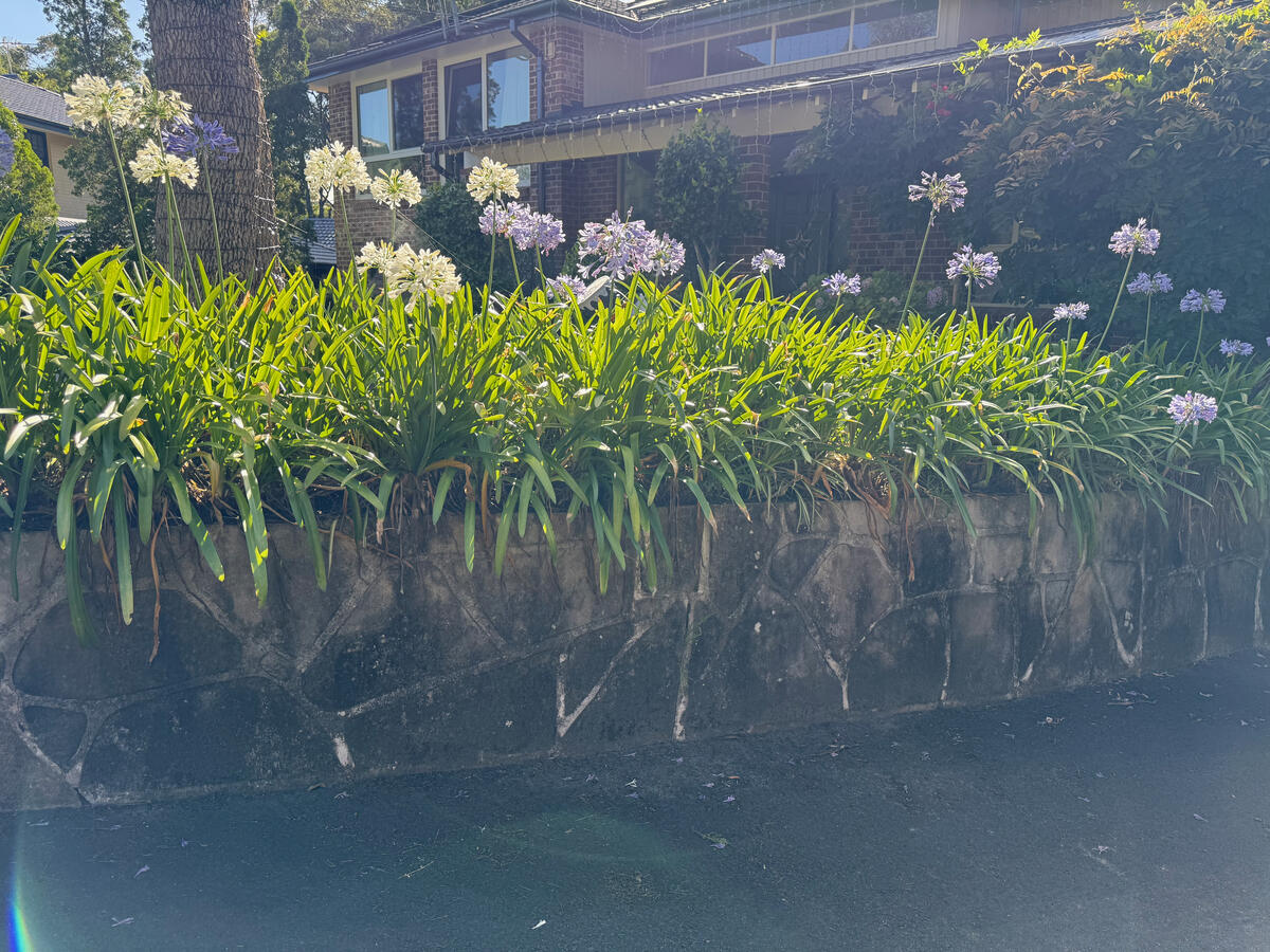Sandstone retaining wall and driveway — before